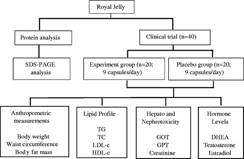 Figure 1. Diagrammatic representation of current study.