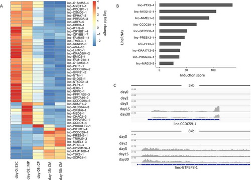 Figure 4. LincRNA expression changes during cardiogenesis. (a). Heatmap for top 50 lincRNAs showing the largest variations from ESCs to cardiomyocytes. The color in the heatmap represents the log 2 fold change of normalized lincRNA expressions. Each row represents a lincRNA name. (b). Bar plot of lincRNAs that show an induction score of 10 or higher. (c). Genome browser view of RNA-Seq data for lincRNAs of linc-CCDC59-1 and linc-GTPBP8-1 during cardiogenesis.