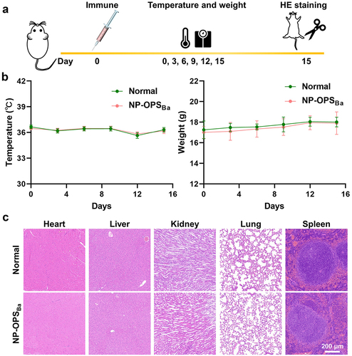 Figure 2. Safety evaluation of nanovaccine. a) experimental schedule for the safety evaluation. b) the temperature and weight of normal mice and immunised mice were determined every 3 days after immunisation until the 15th day. c) histological analysis of heart, liver, kidney, lung, and spleen in mice.