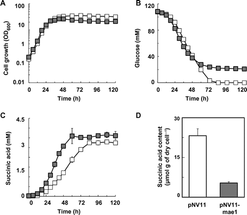 Fig. 4. Improvement of succinic acid production in the S149sdh12 strain by expression of the S. pombe mae1 gene.Note: (A) Cell growth, (B) glucose concentration, (C) succinic acid concentration in the S149sdh12/pNV11 (hollow squares) and S149sdh12/pNV11-mae1 (solid squares) strains are shown. Intracellular succinic acid levels in the S149sdh12/pNV11 (white bar) and S149sdh12/pNV11-mae1 (gray bar) strains are shown (D). Average ± standard deviation for three independent culture experiments is shown.