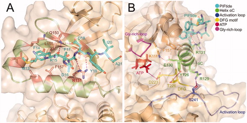 Figure 2. (A) Ribbon representation of the X-ray structure of PDK1-PIFtide complex (PDB ID: 4RRV). The residues that form the PIF-pocket are shown in salmon, while the other residues from PIFtide are shown in cyan. (B) Ribbon representation of the connection of the helix αC with the activation loop, DFG, and Gly-rich-loop. The helix αC and related residues are shown in green, DFG and related residues are shown in yellow, activation loop and related residues are shown in slate, and Gly-rich-loop is shown in magenta.