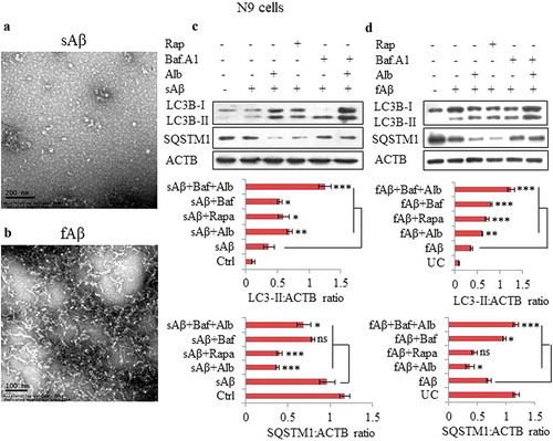 Figure 5. Alborixin enhanced the basal level of autophagy induced by soluble amyloid beta (sAβ) and fAβ. Representative images of transmission electron microscopy (TEM), (A) sAβ and (B) fibrillar amyloid beta (fAβ). Scale bars: (A) 200 nm, (B) 100 nm. (C and D) Level of LC3B-II was increased and that of SQSTM1 was reduced after co-treatment of N9 cells with either soluble or fibrillar forms of Aβ and alborixin 125 nM. Bafilomycin A1 (20 nM) reversed the effect of alborixin. Rapamycin (200 nM) in this experiment was used as a standard. Autophagic flux was calculated by using LC3B-II:ACTB in the absence and presence of bafilomycin A1. Ratio of values obtained through densitometry of western blots were quantified by using ImageJ software. Data presented here are mean±SD of 3 independent experiments and the blots shown in this figure are representative images. Statistical comparisons were made between samples treated with either sAβ or fAβ and all other samples by using Bonferroni test. p values ***p < 0.001, **p < 0.01, *p < 0.05.