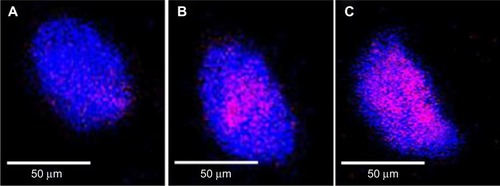 Figure 10 Fluorescence images of SK-BR3 cells.