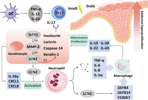 Figure 1 The effect of lipocalin 2 on skin-infiltrating cells and cytokines in psoriasis. Th17 cells produce IL-17, which regulates keratinocytes through the Tcf7l1-MMP-2-lipocalin 2 pathway and then activates neutrophils to secrete inflammatory cytokines such as TNF-α, IL-6, IL-8, IL-1α, and lipocalin 2, which induce migration and accumulation of macrophages into psoriatic lesions. Lipocalin 2 also decreases the expression of involucrin, loricrin, caspase, and keratin-1, which aggravates the abnormal differentiation of keratinocytes. Meanwhile, keratinocytes secrete IL-36γ, lipocalin 2 (LCN2), CXCL1 and CXCL8 as a positive feedback loop to stimulate the inflammatory responses of neutrophils. These comprehensive effects thus lead to inflammation and hyperproliferation of the epidermis in psoriasis.