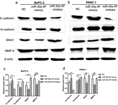 Figure 10. miR-30e-5p could influence the expressions of SNAI-mediated EMT pathway related proteins in PCa. (A, B) Image of western blotting of target proteins (E-cadherin, N-cadherin, SNAI1 and MMP-9) in BxPC-3 and PANC-1 cells in each group after transfection with miR-30e-5p; (C, D) Histogram of relative protein expression levels of target proteins in BxPC-3 and PANC-1 cells in each group. ***p < 0.001; **p < 0.01; *p < 0.05. ns: no significance. EMT: epithelial-mesenchymal transition.