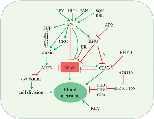 Figure 1. Termination of floral stem cell activity is controlled by multiple pathways. Red and green lines indicate repressions and activations, respectively. Solid and dashed lines indicate direct and indirect regulation, respectively.