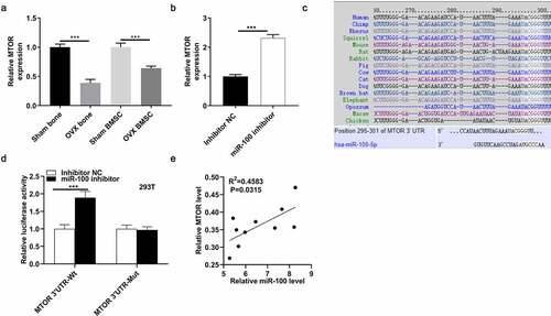 Figure 3. MiR-100 targets MTOR. (a) Expression of MTOR in femur tissues and BMSCs from control mice and OVX mice. (b) Expression of MTOR in BMSCs after transfection with miR-100 inhibitor. (c) The binding site of miR-100 and MTOR was conserved among many mammals, as predicted from Targetscan. (d) A luciferase reporter assay was performed to reveal activities in 293 T cells after cotransfection with MTOR 3ʹUTR-Wt/MTOR 3ʹUTR-Mut and miR-100 inhibitor. (e) The expression correlation between miR-100 and MTOR was analyzed using the Spearman Rank Correlation. *p < 0.05; **p < 0.01; ***p < 0.001.
