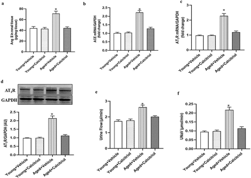 Figure 2. Effect of calcitriol on renal RAS component expression and function in aged mice. The young and aged mice were treated with vehicle or calcitriol (150 ng/kg/day) for 8 weeks. (a) Ang II levels in renal tissues were measured by enzyme immunoassay kit. Renal ACE (b) and AT1R mRNA (c) were determined by qRT-PCR and AT1R protein expression (d) was determined by immunoblotting. Urine flow e) and urinary sodium excretion (UNaV) (f) were recorded during the vehicle or Candesartan (10 μg/kg/minute) infusion via the left jugular vein of mice. Data are expressed as the means ± S.E.M (n=6/group). *P <.05 vs. others.