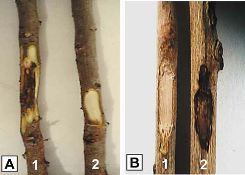 Fig. 4 Pathogenicity assay: asymptomatic control (a1, b1) and vascular necrosis caused by Pestalotiopsis biciliata on excised branches of Pistacia lentiscus (a2) and Quercus coccifera (b2) six weeks after inoculation.