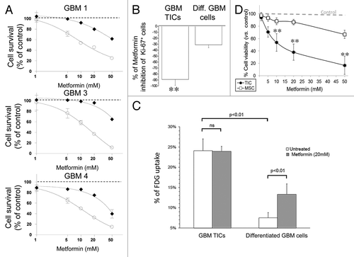 Figure 6. Differential efficacy of metformin on GBM TIC and differentiated cell survival and glucose uptake; lack of effects on human MSC. (A) Effect of metformin (1–50 mM, 72 h) on survival of GBM TIC (white circles) and differentiated cells (black diamonds) derived from GBM1, GBM3 and GBM4, by MTT assay. While metformin reduced TIC viability (p < 0.01), differentiated cells were only slightly affected (statistically significant effect observed only at 50 mM, p < 0.01). Dotted lines represent the values of untreated control cells, taken as 100%. Data are the average of four replica experiments. (B) Effect of metformin (20 mM, 72 h) on the survival of GBM TICs and differentiated cells derived from GBM1, GBM3 and GBM4, grown in monolayer on matrigel and evaluated by percentage of expression of Ki-67 in IF experiments. Data are reported as percentage of Ki-67+ cells over total cells stained with DAPI. (n = 3; ** = p < 0.01.) (C) (18F)-fluoro-deoxyglucose (FDG) uptake in GBM1 TIC and differentiated cells in basal and metformin-treated (20 mM, 24 h) conditions. While basal FDG uptake was significantly higher in TICs, metformin was able to increase this value only in differentiated GBM cells. Data are means of two independent experiments ± SD. Statistical significances are reported; ns, non-significant. (D) Effect of metformin (72 h) on survival of GBM TICs (black circles) and MSC (white squares), by MTT assay. Lines represent the average of independent experiments performed on GBM1, GBM3 and GBM4 and three individual MSC cultures, repeated three times and pooled together. Dotted lines represent the values of respective untreated control cells, taken as 100%. (** = p < 0.01 vs. respective control values.)