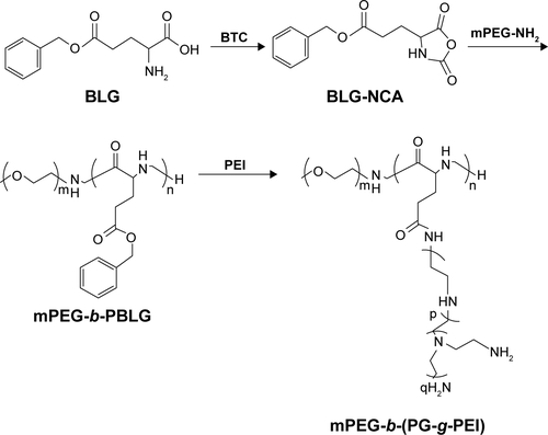 Figure S1 The synthesis of PEG-b-(PG-g-PEI).Abbreviations: BLG, γ-benzyl l-glutamate; BLG-NCA, γ-benzyl l-glutamate-N-carboxyanhydride; mPEG-NH2, methoxy poly(ethylene glycol) amine; PBLG, poly(γ-benzyl l-glutamate); PEG-b-(PG-g-PEI), poly(ethylene glycol)-b-(poly(l-glutamic acid)-g-polyethylenimine).