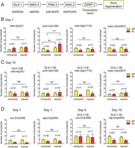 Figure 7. DLK-1 signaling regulates injury-induced autophagy activation. (A) Schematic illustration of DLK-1 signaling transduction cascade in axon regeneration. (B) Quantification of APs and ALs in PLM cell bodies in day 1 transgenic animals expressing Pmec-4-mCherry::GFP::LGG-1 in the background of indicated genetic mutants. Mutations in all the downstream genes of the DLK-1 cascade, except for pmk-3(ok169), abolished injury-induced autophagy activation. (C) Quantification of APs and ALs in PLM cell bodies in day 10 transgenic animals expressing the tandem reporter Pmec-4-mCherry::GFP::LGG-1 and overexpressing DLK-1 in the background of indicated genetic mutants. DLK-1 overexpression failed to enhance autophagy induction after injury in the genetic mutants of the downstream genes of the DLK-1 cascade. (D) Quantification of APs and ALs in PLM cell bodies transgenic animals expressing the tandem reporter Pmec-4-mCherry::GFP::LGG-1 with or without overexpressing DLK-1 in the background of indicated genetic mutants and at the indicated stages. We examined the unc-51;DLK-1 OE animals on day 6 because they become very weak on day 10. Statistics: One-way ANOVA; mean ± SEM; ***p < 0.001. ns, not significant