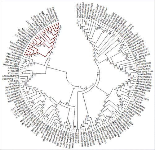 Figure 1. Neighbor-joining phylogeny of Arabidopsis, chickpea, rice and soybean START proteins performed in MEGA6. Colored branch indicates the separate grouping of TM-START proteins.
