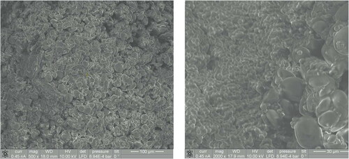 Figure A.1. SEM images of the mixture between yeast paste and wheat flour.