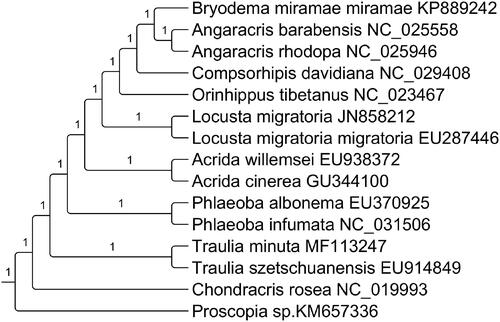 Figure 1. The maximum-likelihood tree inferred from 13 mitochondrial PCGs data. Proscopia sp. is used as the outgroup. The nodal numbers indicate the bootstrap values obtained with 1000 replicates. The species names and the Genebank accession number are shown on the right side of the tree.