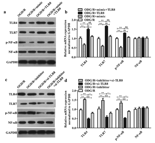 Figure 5. The influence of miR-18a-5p/TLR8 axis on TLRs and NF-κB pathways in OGD/R-treated PC12 cells. (a–d) The protein levels of TLR4, TLR7 as well as the phosphorylation of NF-κB and NF-κB in different transfections. **P < 0.01 vs. OGD/R group, ##P < 0.01 vs. OGD/R+ mimic group, && P < 0.01 vs. OGD/R+ TLR8 group. @@P < 0.01 vs. OGD/R+ inhibitor group, ^^ P < 0.01 vs. OGD/R+ si-TLR8 group