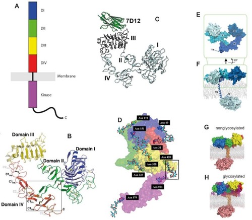 Figure 1 Structure of EGFR.Notes: Reproduced with permission from Martin-Fernandez ML, Clarke DT, Roberts SK, Zanetti-Domingues LC, Gervasio FL. Structure and dynamics of the EGF receptor as revealed by experiments and simulations and its relevance to non-small cell lung cancer. Cells. 2019;8(4):316.Citation19