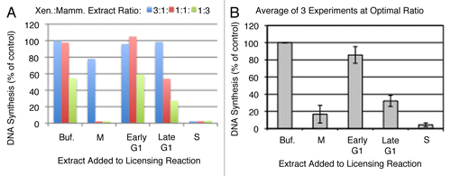 Figure 3 Inhibition of licensing by hamster extracts. (A) Various ratios of high-speed Xenopus extract: mammalian extract or buffer (Buf.) were mixed with 40 ng/µl sperm chromatin during Step 1 of the licensing reaction, followed by the addition of sufficient geminin-supplemented complete (low-speed) extract to maintain a constant sperm template concentration in Step 2 of 13.3. ng/µl, as in Figure 2B. Licensing inhibition is shown as a percentage of the DNA synthesis seen relative to the maximum value when the assay was performed with high-speed Xenopus extract:buffer = 3:1. (B) The experiment shown in (A) was repeated with 3 independent batches of Xenopus and CHO extracts. For M and S phase reactions, the “Optimal Ratio” of Xenopus:Mammalian extract was determined as the minimum amount of hamster extract to give maximal inhibition, which was 1:1 for M phase and 3:1 for S phase. For G1 phase inhibitory activity, the “Optimal Ratio” was the ratio to detect the maximum licensing inhibition for late G1 relative to early G1 extracts, which was 1:3.