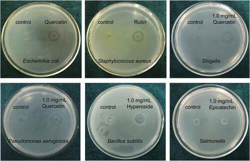 Figure 2. Antibacterial activity test of different flavonoids by the cylinder-plate method.