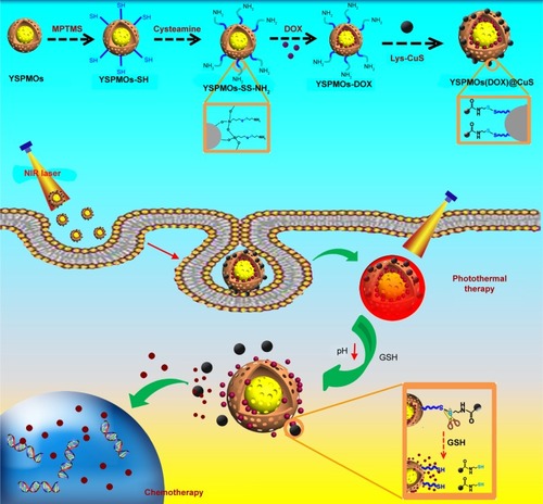 Figure 1 Schematic illustration of the preparation processes of multifunctional triple-responsive platforms for chemo-photothermal therapy.Abbreviations: DOX, doxorubicin; GSH, glutathione; Lys, L-cysteine; MPTMS, 3-mercaptopropyltrimethoxysilane; YSPMOs, yolk–shell-structured periodic mesoporous organosilica nanoparticles.