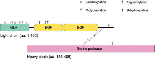 Figure 1. Eptacog beta domain structure and post-translational modification sites [Citation39,Citation40]. The light and heavy chains are connected by a disulfide bond. The 10 sites for γ-carboxylation (amino acid positions 6, 7, 14, 16, 19, 20, 25, 26, 29, and 35) in the Gla domain are shown, as well as sites for O-linked glycosylation (Ser52 and Ser60), N-linked glycosylation (Asn145 and Asn322), and β-hydroxylation (Asp63). GLA, γ-carboxyglutamic acid (Gla) domain; EGF, epidermal growth factor-like domain.