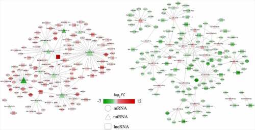 Figure 4. Co-expression network of differentially expressed lncRNAs, miRNAs and mRNAs. Red represents up-regulated expression, whereas green represents down-regulated expression. Circular nodes represent mRNAs, triangular nodes represent miRNAs and square nodes represent lncRNAs. FC, fold change; lncRNAs, long noncoding RNAs; miRNAs, microRNAs