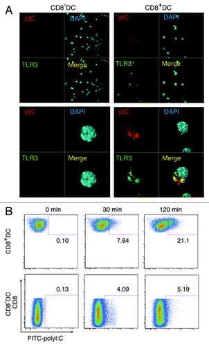 Figure 6. PolyI:C encounters TLR3 in CD8α+ DC. CD8α+ and CD8α- DC were isolated by FACSAriaII and stimulated with 20 µg/ml TexasRed-polyI:C for 2 h. Then cells were stained with Alexa647-antiTLR3 and subjected to confocal microscopic analysis (A). Alternatively, splenic DC isolated by MACS were incubated with FITC-polyI:C for the time shown in figure and analyzed the degrees of polyI:C uptake by FACS (B). Data shown are the representative of three independent experiments.