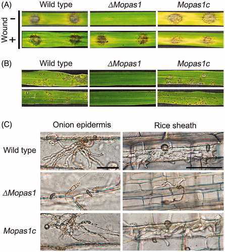 Figure 6. Pathogenicity assays. (A) Leaves of the rice cultivar Nakdongbyeo were inoculated with mycelial agar plugs and incubated for 7 d; (B) Conidial suspensions were sprayed onto rice leaves and incubated for 7 d; (C) Conidial suspensions of each strain were inserted into rice sheath and onion epidermis and incubated for 48 h. Bar = 50 μm.