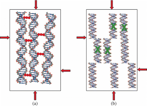 Figure 4. Two possibilities for spatial fixation of ds DNA molecules in a quasinematic layer. π-osmotic pressure of the solution is shown by red arrows. (a) Neighbouring ds DNA molecules can be chemically linked by ‘nanobridges’ composed of ‘guest’ molecules (red dots) without altering the spatial location of the DNA molecules. (b) Modification of the secondary structure of ds DNA molecules induced by interaction with agent ‘X’ (shown in green) is accompanied by modification of the ds DNA secondary structure and by the increase in interaction of fragments of neighbouring molecules and their spatial fixation. In this case the irregular location of the DNA fragments appears. In both cases, the fixation of the ds DNA molecules or DNA fragments results in formation of ‘rigid’ structures, capable of existing in the absence of the solvent osmotic pressure.