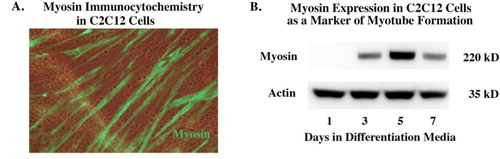 Fig. 1 Time course of myosin expression in serum-free AIM-V media (Invitrogen). After propagating cells in DMEM with foetal bovine serum the cells are switched to Aim-V. Panel (A) shows staining for myosin in the early differentiation phase, showing the beginning of myotube formation. Panel (B) shows the expression of myosin begins by day 3 and is still present by day 7.