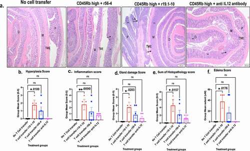 Figure 4. Effect of mouse E-cadherin activating antibody in adoptiveT cell transfer Rag-/- model of ulcerative colitis.(a) Representative microscopic images of H&E stained colonic swiss roll section (scale bar 100 μm); Quantification of inflammation parameters presented for (b) hyperplasia, (c) inflammation, (d) gland damage, (e) sum of histopathology, and (f) edema scores (n = 6–8 mice per treatment group, group mean SEM, ANOVA with Dunn’s multiple comparisons test, p-values reported in the figure)