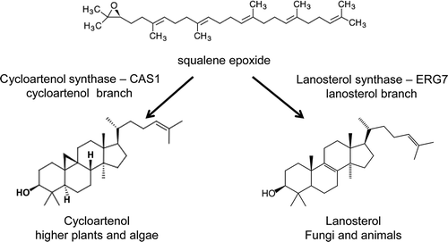 Fig. 1. Schematic diagram showing the biochemical reactions from squalene epoxide to cycloartenol and lanosterol. In plants, sterols are synthesized via the five ring intermediate, cycloartenol. In animals and fungi, sterols are made via the four ring intermediate lanosterol. Lanosterol synthase (ERG7) and cycloartenol synthase (CAS1) synthesize these reactions.