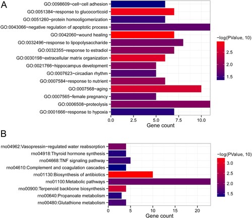 Figure 3. Functional analyses of the overlapped DEGs. (a) Biological process (BP) of these overlapped DEGs. (b) Kyoto Encyclopedia of Genes and Genomes (KEGG) pathways enrichment of the overlapped DEGs. The horizontal axis represents gene count, and the vertical axis represents the name of items. Additionally, the color represents significance. The closer the color is to red, the more significant it is.