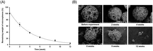 Figure 8. Changes in (A) weight and (B) morphology of PPM3 during in vitro degradation study.