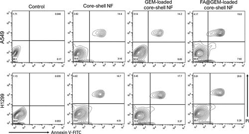 Figure 9. Apoptosis investigation of HeLa and BT-474 cervical cancer cells investigated by AO/EB staining method. IC50 concentration with core-shell nanofiber, GEM/UiO-66 loaded core-shell fibres, GEM/FA/UiO-66 loaded core-shell fibres treated with HeLa and BT-474 cervical cancer cells.