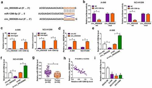 Figure 3. Circ_0003028 directly bound with miR-1298-5p. (a) Schematic of a putative target sequence for miR-1298-5p in circ_0003028 and mutated miR-1298-5p-binding sites. (b) A dual-luciferase reporter assay was utilized to verify the binding relationship in A-549 and NCI-H1299 cells. (c) miR-1298-5p endogenously associated with circ_0003028 was determined in A-549 and NCI-H1299 cell extracts by RIP assay. (d) Circ_0003028 level was detected in circ-NC or circ_0003028-transfected A-549 and NCI-H1299 cells by RT-qPCR assay. (e and f) miR-1298-5p level was measured by RT-qPCR assay in A-549 and NCI-H1299 cells transfected with circ-NC, circ_0003028, si-NC, and si-circ_0003028. (g) miR-1298-5p level was examined by RT-qPCR assay in NSCLC tissue samples and adjacent normal tissues. (h) The expression association between circ_0003028 and miR-1298-5p in NSCLC tumor tissues was assessed by Pearson correlation analysis. (i) miR-1298-5p level was determined in BEAS-2B, A-549, NCI-H1299, and NCI-H460 cells by RT-qPCR assay. *P < 0.05