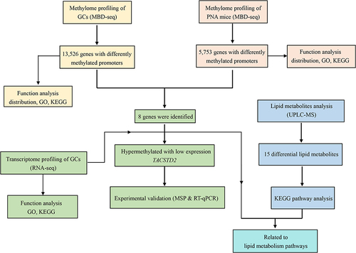 Figure 1 The complete workflow of the study.