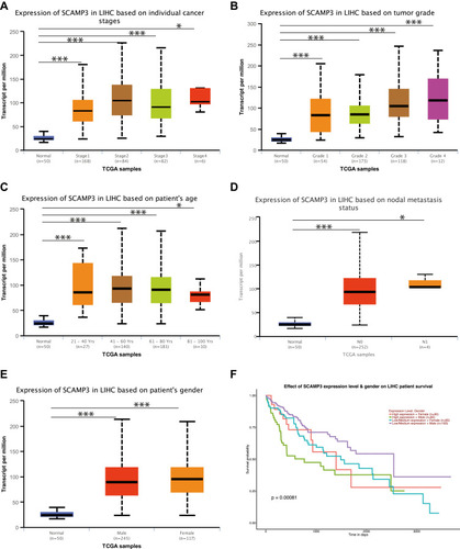 Figure 3 The relationship between SCAMP3 mRNA expression and tumor stages, grades, age, lymph node metastasis, and genders of HCC patients in the UALCAN database. (A) mRNA expressions of SCAMP3 was significantly correlated with patients’ individual cancer stages; *P<0.05, ***P<0.001. (B) mRNA expressions of SCAMP3 was significantly correlated with patients’ tumor grades; *P<0.05, ***P<0.001. (C) mRNA expressions of SCAMP3 was significantly correlated with patient’s age; *P<0.05, ***P<0.001. (D) mRNA expressions of SCAMP3 was significantly correlated with patients’ lymph node metastasis; *P<0.05, ***P<0.001. N0: No regional lymph node metastasis; N1: Metastases in 1 to 3 axillary lymph nodes. (E) mRNA expressions of SCAMP3 was significantly correlated with patient’s gender; *P<0.05, ***P<0.001. (F) Lower expression of SCAMP3 of male patients was also associated with higher survival rate in HCC patients by Kaplan–Meier curve.