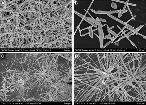 Figure 3 SEM images of CHEM-TeNWs (A and B) and GREEN-TeNWs (C and D). GREEN-TeNWs grew with a star-shaped structure, while CHEM-TeNWs had different morphologies.Abbreviations: CHEM-TeNWs, chemically synthesized TeNWs; GREEN-TeNWs, green-synthesized TeNWs; SEM, scanning electron microscopy; TeNWs, tellurium nanowires.