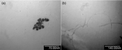 Figure 1. TEM images of PEI-GNPs (a) and PAA-MWNTs (b).
