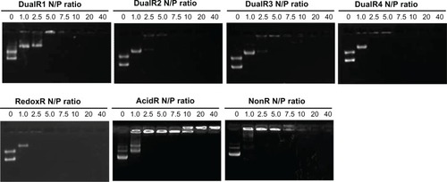 Figure 4 DNA condensation efficiency of various DNA/poly(amido amine) polyplexes at different N/P ratios.Abbreviations: NonR, non-responsive; AcidR, acid responsive; RedoxR, redox responsive; DualR, dual responsive.