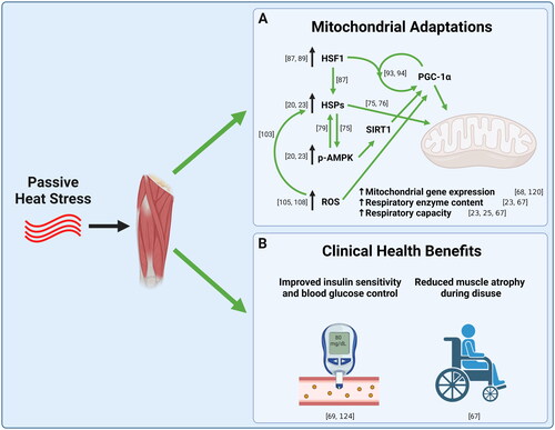 Figure 3. (A) Mechanistic diagram of the therapeutic effects of passive heat stress on skeletal muscle mitochondria. (B) Potential clinical applications of passive heat.