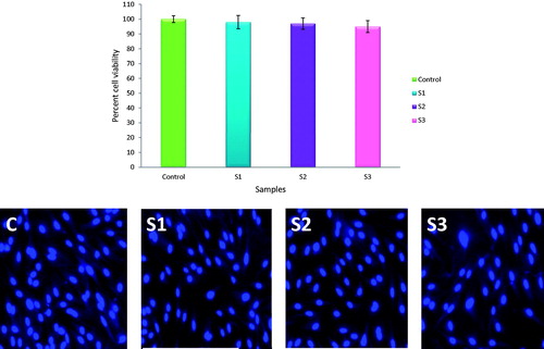 Figure 8. The percent cell viability of Caco-2 cells and DAPI-stained cells. S1, sample after 6 h; S2, sample after 12 h; S3, sample after 24 h.