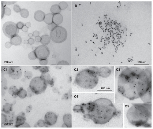 Figure 3 TEM images of the nanoparticles: (A) Empty liposomes as unilamellar and multilamellar vesicles of variable sizes (100–400 nm); (B) spherical to elongated QD655 from 6 to 12 nm in size; (C1) common view of the lipodots; (C2–C5) Magnified images of the lipodots of similar magnification.Abbreviation: TEM, transmission electron microscope.