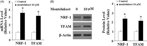 Figure 2. Montelukast treatment increased the expression of NRF-1 and TFAM in Beas-2b cells. (A–B) Beas-2b cells were treated with 10 µM montelukast for 24 h. Expression of NRF-1 and TFAM was measured (*, p < .01 vs. vehicle group, n = 5–6).