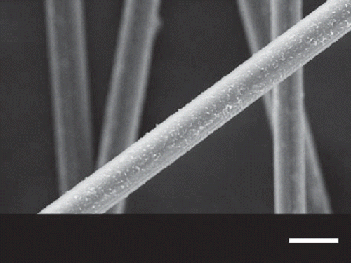 Figure 3. Scanning electron microscopic image of PMMA microfibers prepared with take-up rate 31.0 cm s−1. Scale bar: 20 μm.