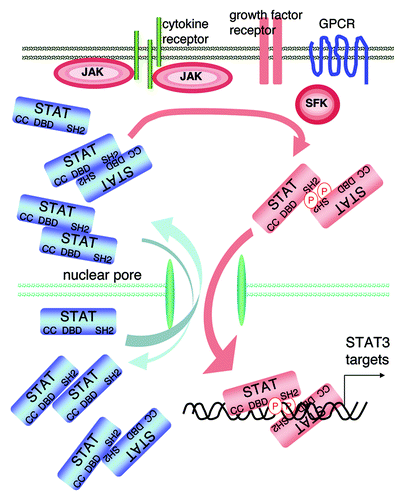 Figure 2. STAT3 activation. The transcription factor STAT3 is present in a latent inactive non-phosphorylated form in the cytoplasm. Activated cytokine receptors activate the kinases JAK, which phosphorylate tyrosines located in the cytoplasmic portion of the cytokine receptors creating STAT-binding motifs. Once bound to these motifs, STAT3 becomes in turn phosphorylated by the JAKs. The phospho STAT3 dimers (colored in pink) enter the nuclei and bind STAT3 target genes; note that the DNA-bound dimer is drawn differently to indicate the STAT3 conformational change suggested by molecular dynamics simulations.Citation22 STAT3 can also be activated by tyrosine kinases of the Src family (SFK), the SFKs can themselves be activated by G protein-coupled receptors (GPCR) or growth factor receptors, the growth factor receptors (including EGF-receptors and VEGF-receptors) can also phosphorylate STAT3. The DBD is created by the phosphotyrosine 705/SH2-mediated dimer. There are also monomers, and dimers with non-phosphorylated STAT3, which can shuttle between the cytoplasm and the nucleus.