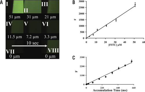 Figure 2. FITC-labeled gelatin tissue phantom images and standard curves.How FITC-labeled gelatin tissue phantoms are used to calibrate fluorescence signals for the ddTUNEL reaction is shown. (A) The images are of different labeled FITC phantoms. (B) Average fluorescence, n = 3, of these standards and those from two other slides (magnification 100×, accumulation time 100 ms). (C) Fluorescence of the 11.5-µM standard is proportional to exposure time.