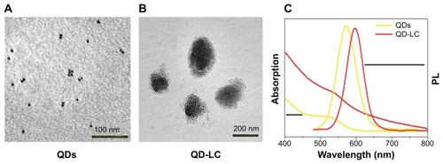 Figure 1 Characterization of QD-LC formulation.Notes: TEM images showing QDs (A) before and (B) after lipid encapsulation. (C) Ultraviolet-visible absorbance and photoluminescence emission spectra of QDs (yellow line) and QD-LC (red line).Abbreviations: PL, photoluminescence; QD, quantum dot; QD-LC, CdTe/CdS core/shell quantum dot–lipids complex; TEM, transmission electron microscopy.