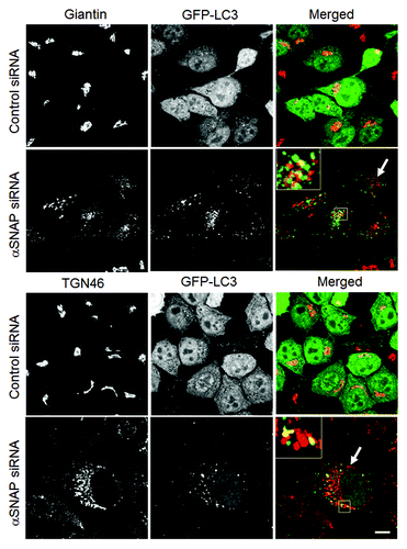 Figure 5. Loss of αSNAP triggers fragmentation of the Golgi in parallel to autophagy induction. Control and αSNAP-depleted HeLa-GFP-LC3 cells were immunofluorescence labeled for Golgi markers Giantin and TGN46 (red) at 72 h post-transfection. Control cells are characterized by the compact perinuclear Golgi complex, whereas αSNAP depletion results in a dramatic fragmentation of the Golgi (arrows) and appearance of Golgi markers in LC3-positive autophagosomes (inserts). Scale bar, 10 µm.